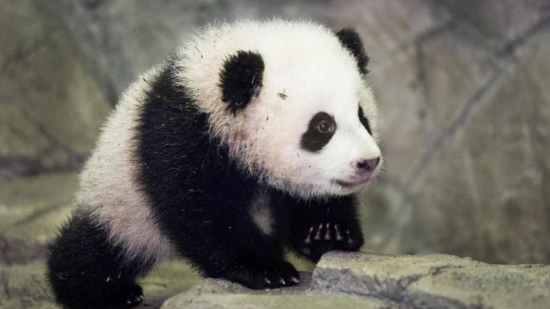 Bao Bao, the National Zoo's newest panda cub, meets the media for the first time on January 6, 2014.