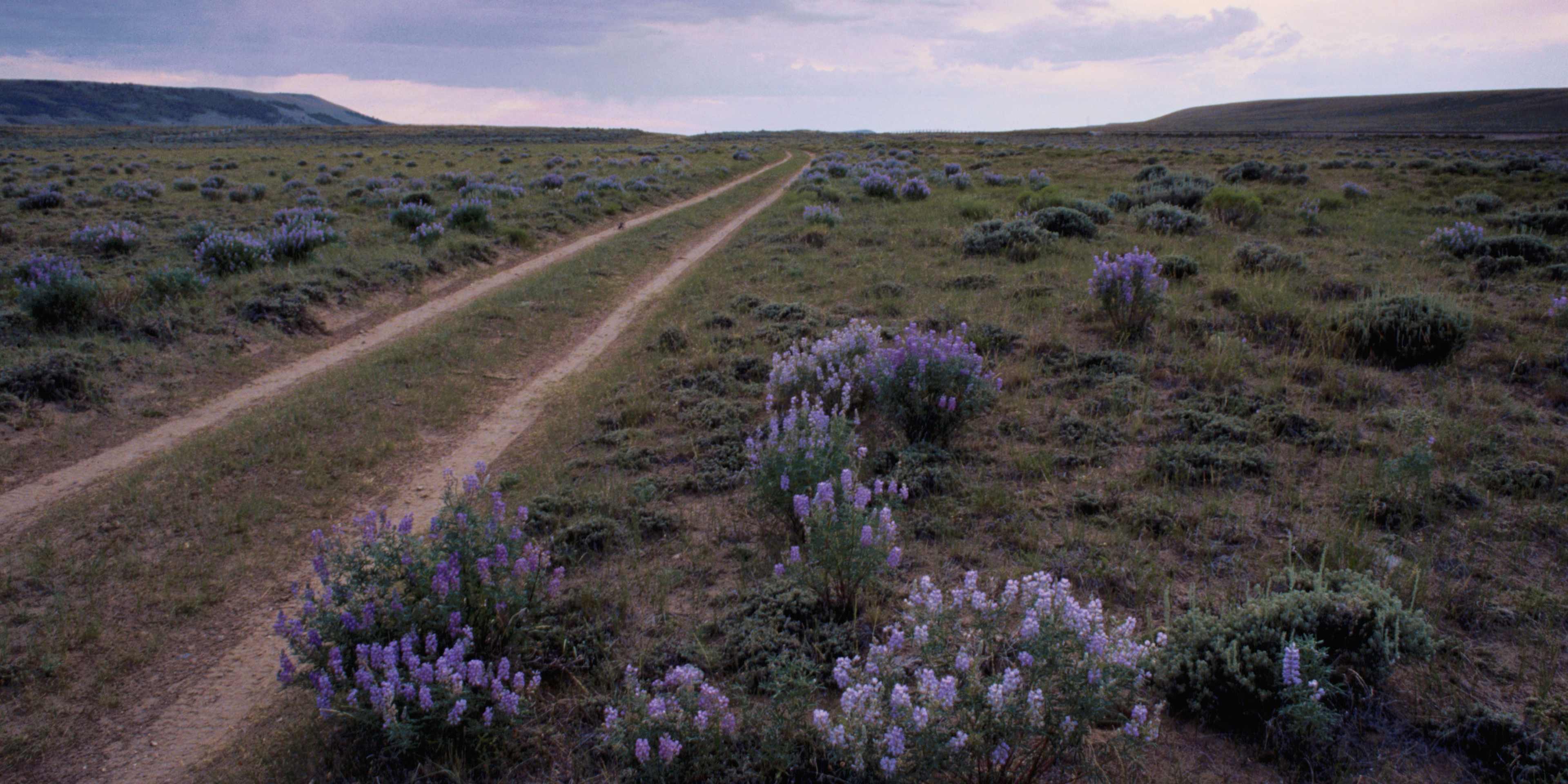 Lupine grows next to wagon wheel ruts made by wagon trains crossing the South Pass on the Oregon Trail. South Pass is the highest point in elevation on the trail.