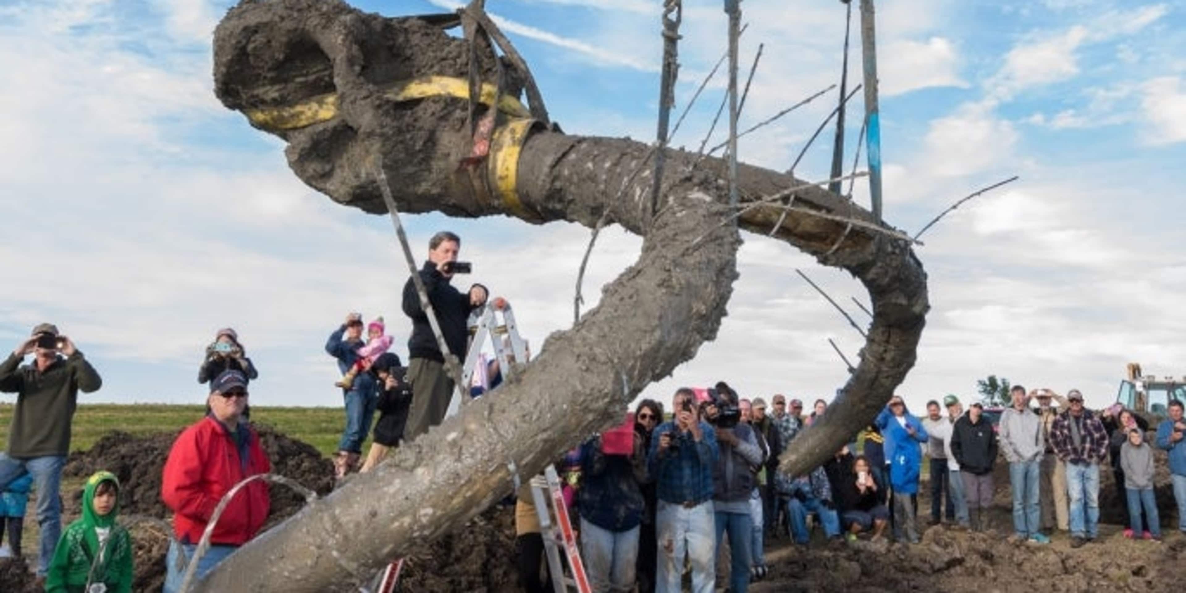 The mammoth skull and tusks are hoisted from the excavation pit. (Credit: Daryl Marshke/University of Michigan)