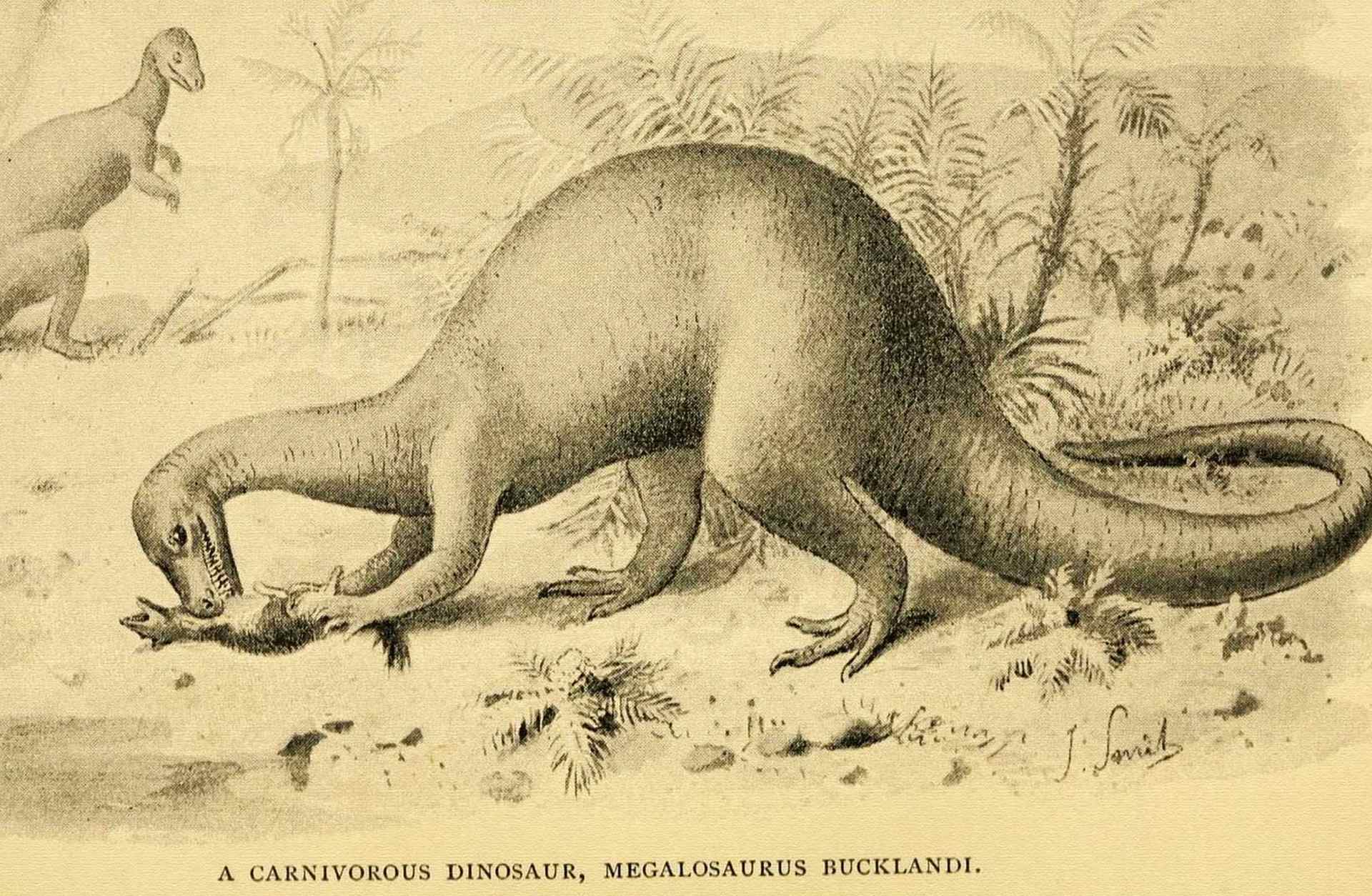 An 1896 illustration by Joseph Smit of 'A Carnivorous Dinosaur' (Megalosaurus Bucklandi). The illustration originally appeared in Reverend HN Hutchinson's 'Extinct Monsters: A Popular Account of Some of the Larger Forms of Ancient Animal Life.'