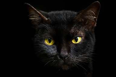 Why Black Cats Are Associated with Bad Luck
