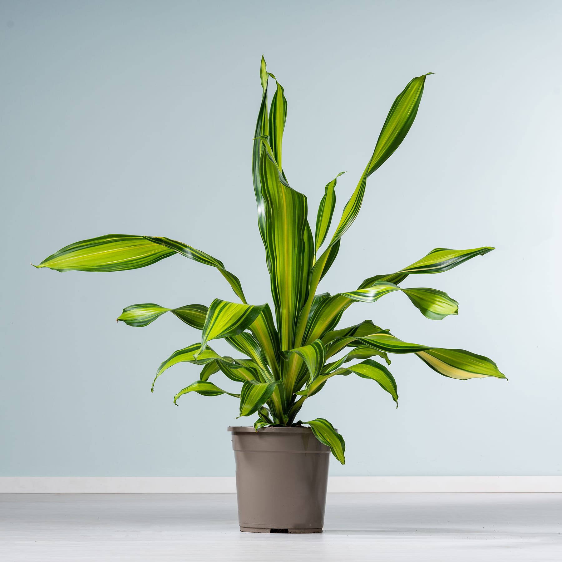 Drachenbaum 'Charley'