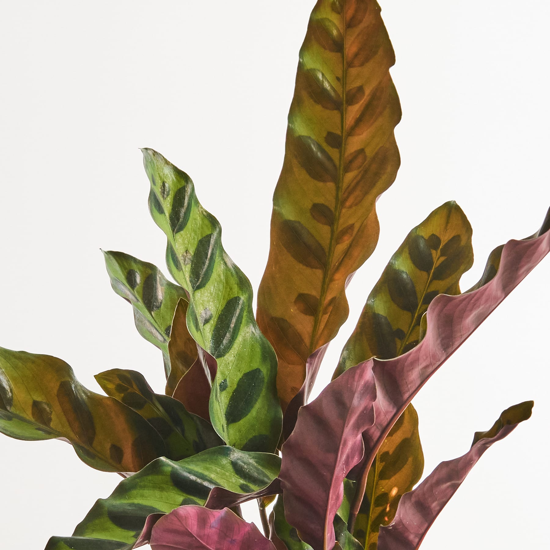 Calathea 'Insigne' S