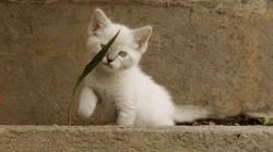 Animated GIF of kittens playing