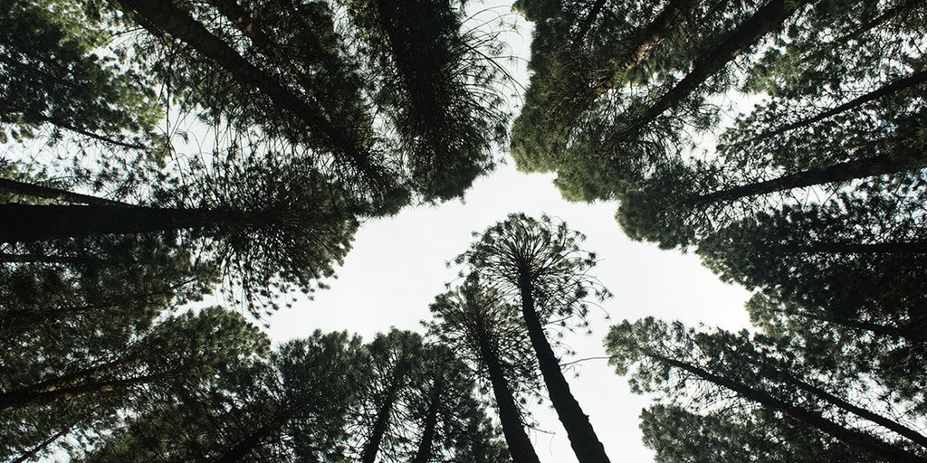 Adopt a forest