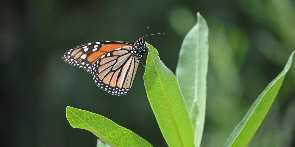 Plant native milkweed