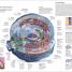 Human Anatomy - thumbnail of spread image 10 Thumbnail image of Human Anatomy - 10