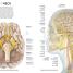Human Anatomy - thumbnail of spread image 3 Thumbnail image of Human Anatomy - 3