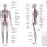 Human Anatomy - thumbnail of spread image 4 Thumbnail image of Human Anatomy - 4