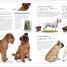 The Dog Encyclopedia - thumbnail of spread image 7 Thumbnail image of The Dog Encyclopedia - 7