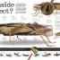 Thumbnail image of Everything You Need to Know About Bugs - 1