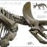 Dinosaurs and Prehistoric Life - thumbnail of spread image 6 Thumbnail image of Dinosaurs and Prehistoric Life - 6