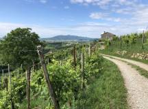 Walk The Prosecco Hills & Hidden Venice