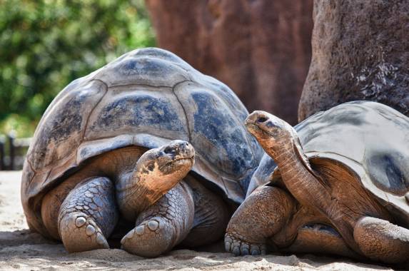 Machu Picchu & Galapagos