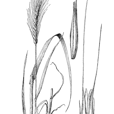 Winter Rye