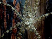 עכביש Paratrechalea Ornata / צילום: ויקיפדיה