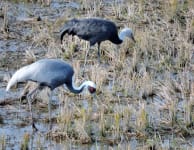 Crane Observation Center