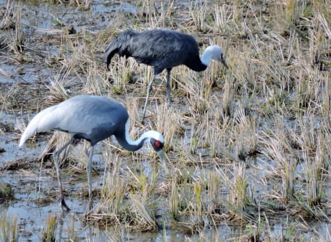Crane Observation Center