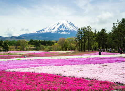 fuji five lakes