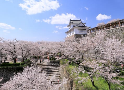 tsuyama castle -kakuzan park
