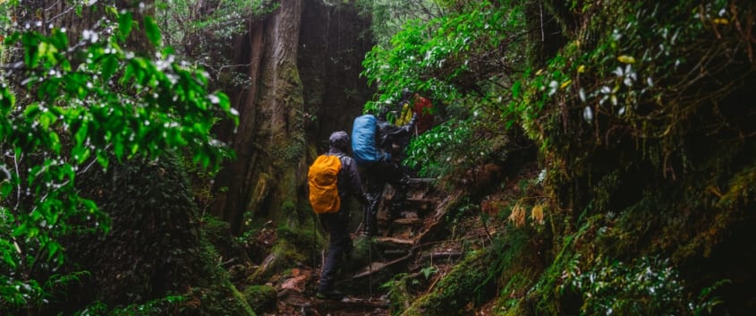Guided forest walking