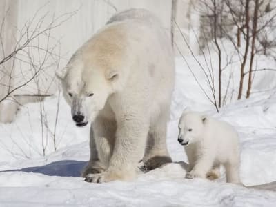 Visite guidée du parc animalier de Ranua depuis Rovaniemi