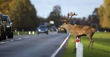 Deer (Animal) Accidents and Vehicle Collisions Statistics