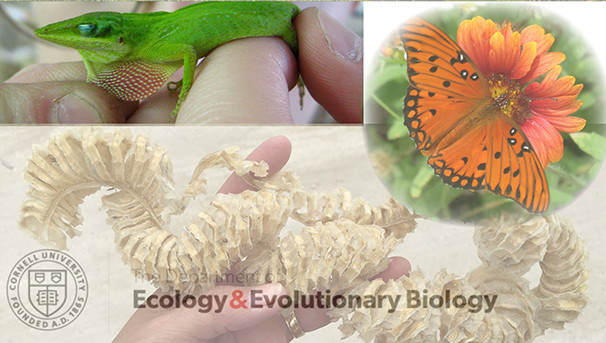 Ecology and Evolutionary Biology Field Courses Image