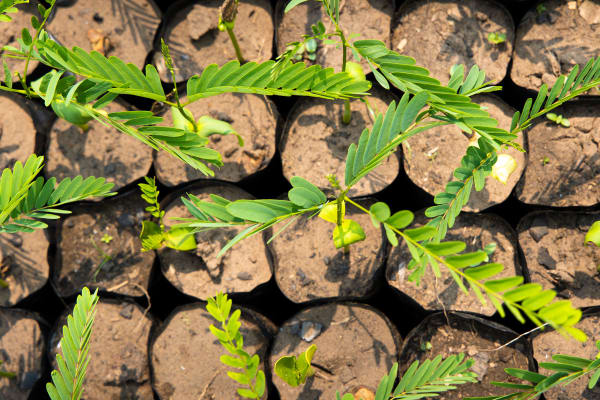 Why a Belgian supermarket chain is planting 12 million trees in Congo